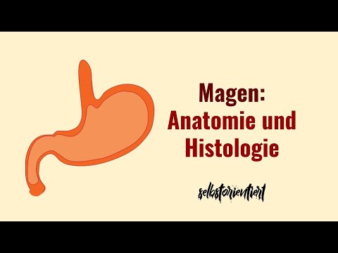 Anatomie & Histologie des Magens einfach erklärt! - Latein | PDF | Beziehung Speiseröhre | Leber