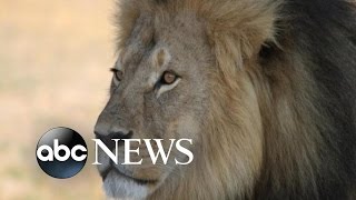 Zimbabwe Conservation Task Force Apologizes for Claiming Lion Jericho Has Been Killed