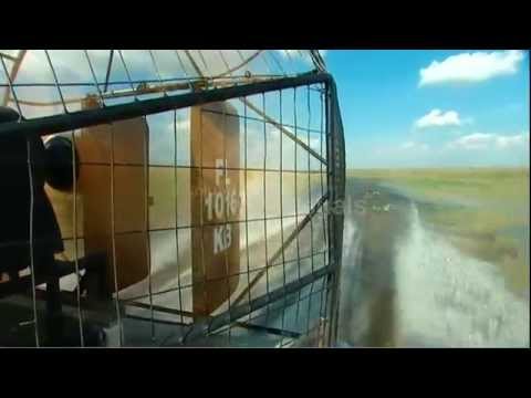 Alligators at Everglades National Park