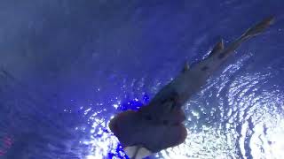 Disney - SeaWorld Orlando - Manta Ray
