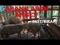 CIRI CIRI KAMBING DOMBA BIRAHI