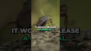 Do Stink Bugs ACTUALLY Stink #shorts