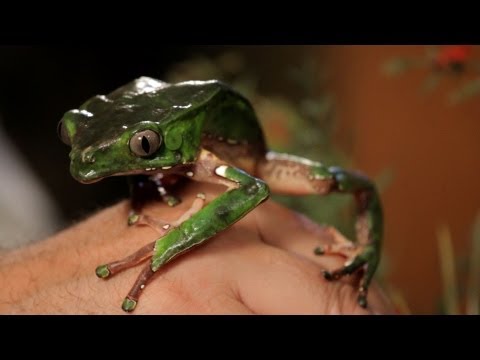 Vosková listovka (Phyllomedusa sauvagii) — chov, terárium a starostlivosť