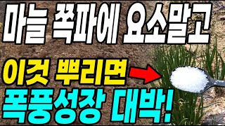 마늘쪽파에 요소말고 이것 뿌리면 폭풍성장 대박! 굵고 크게 다수확하자!