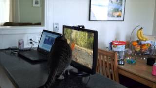 Egon loves videos for cats