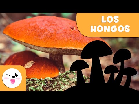 ¿Qué son los hongos? - El reino de los hongos para niños