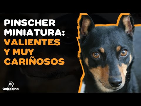 PINSCHER MINIATURA: 9 cosas que debes saber