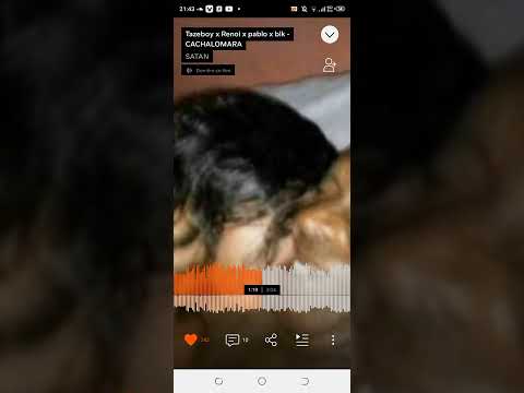 tazeboy x renoi x Pablo x blk-cachalomara