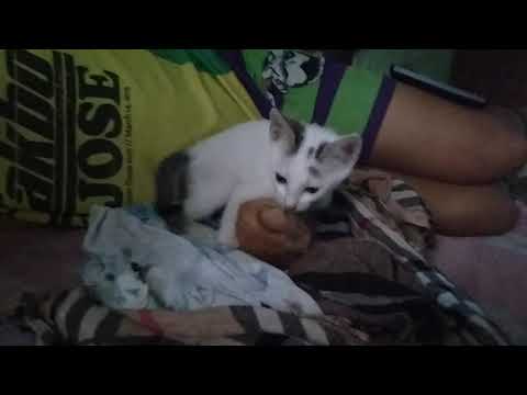 isturbong pusa,,,s buzy mag notnot😋