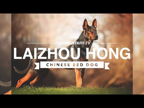 UNDERSTANDING THE LAIZHOU HONG, THE CHINESE RED DOG