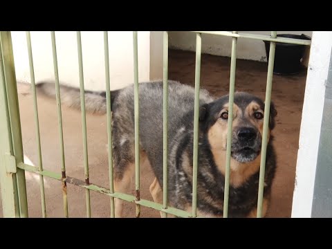 Rio Claro arrecada agasalhos para animais