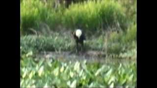 preview picture of video 'april 2012 eagle at reelfoot lake TN..wmv'