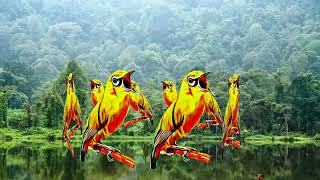 Download lagu Masteran pleci nembak kenari Tulit Tulit mp3