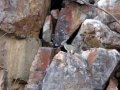 Mocó Kerodon Rupestris