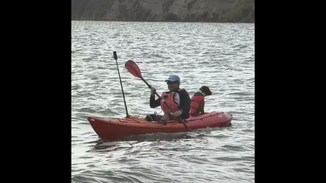 Paddling with my dog! #dogshorts #kayak #doglife #boxerdog