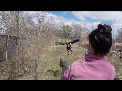 Harris hawk’ training at the Saint Louis Zoo
