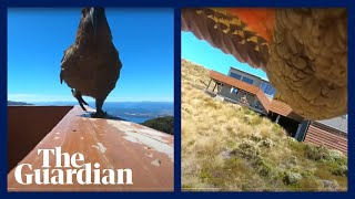 Попугай украл у путешественников камеру и наснимал редкие кадры (видео)