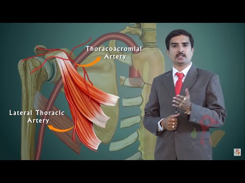 AXILLARY ARTERY ANATOMY ANIMATED LECTURE