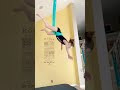 Big Drop 😳| Should Little Mama go on AGT?