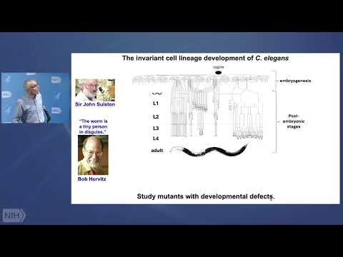 WALS: Genetic Mechanisms Controlling Developmental Timing in C. elegans