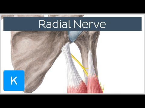 Radial Nerve - Branches, Course & Innervation - Human Anatomy | Kenhub