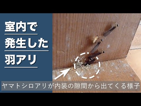 飛んでいるアリと効果的に戦う トピックス