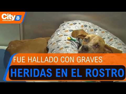 Crueldad animal en Cundinamarca: perrito fue atacado con machete y lucha por recuperarse | CityTv