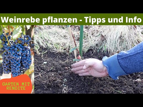 , title : 'Weinrebe pflanzen | Weintraube pflanzen | Tipps und Info'