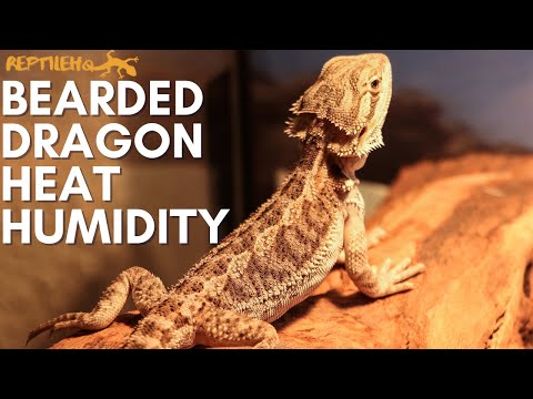 The Bearded Dragon's Guide To Heat and Humidity Requirements