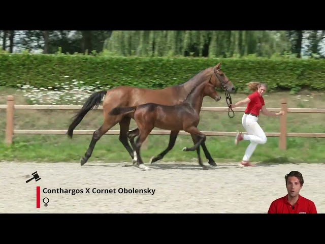 Top offspring Corika II of the mare Corika DW is sold this year in the horsesales.auction to Ireland.