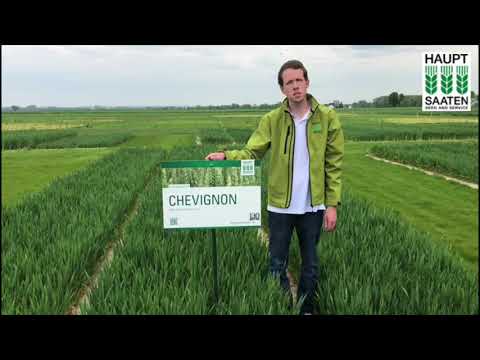 Chevignon Winterweizen | Hauptsaaten