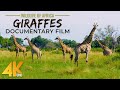 Graceful Giants GIRAFFES Documentary Film In 4K UHD Incredible Wildlife Of Africa