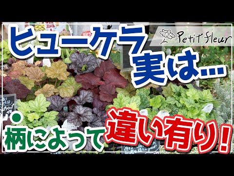 園芸 ヒューケラ、ティアレル、ヒューケラス