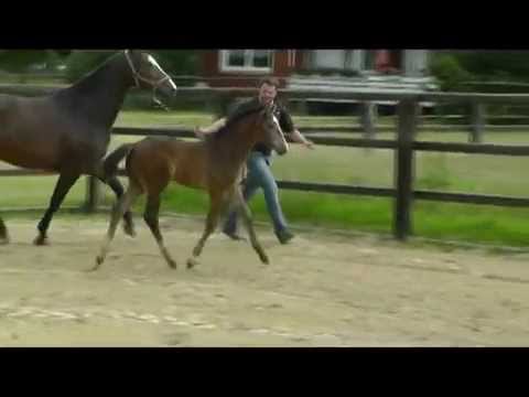 Stutfohlen v. Cristallo II-Lancer II