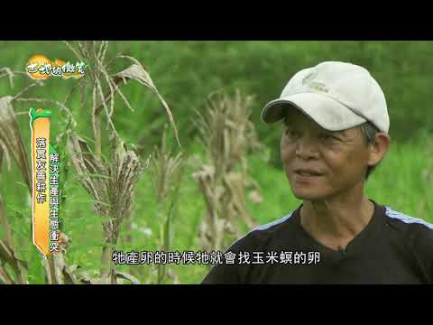 《土地的微笑》EP10 - 來當環頸雉的好厝邊