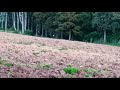 Nyanggong Rusa Yang Nongol Kelinci