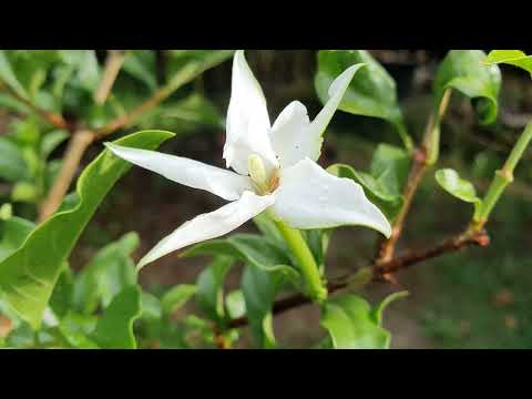 Rare & Exotic Blackberrry Jam Fruit - First Flower!