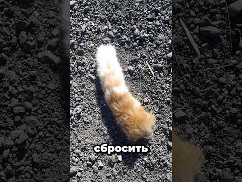 😽Кошка Может Сбросить Хвост? #факты #котики #котик #кошка #cat #shorts #шортс #шортсы