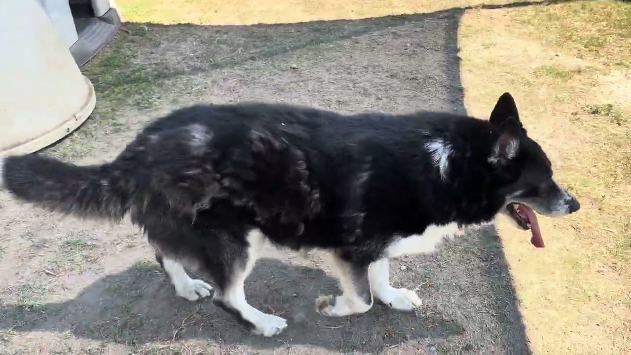Enlarge CHAMP, a Adoptable Shepherd in Delano, CA video 6/6