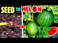 Growing Watermelon Plant Time Lapse - Seed to Fruit (110 Days)