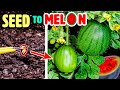 Growing Watermelon Plant Time Lapse Seed To Fruit 110 Days