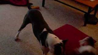 50 &amp; Her New Friend Butterscotch