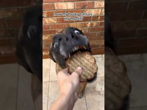 Bridget likes food slightly more 😂 #dogs #englishmastiff #husky