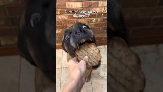 Download lagu Bridget likes food slightly more 😂 #dogs #englishmastiff #husky mp3 Download lagu Bridget likes food slightly more 😂 #dogs #englishmastiff #husky mp3