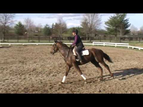 A STEP AHEAD - THOROUGHBRED SPORT HORSES