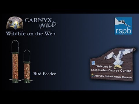 Bird and Squirrel Feeder Live from Loch Garten