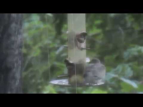 Bird Feeder Journal: Hungry Mourning Dove IV