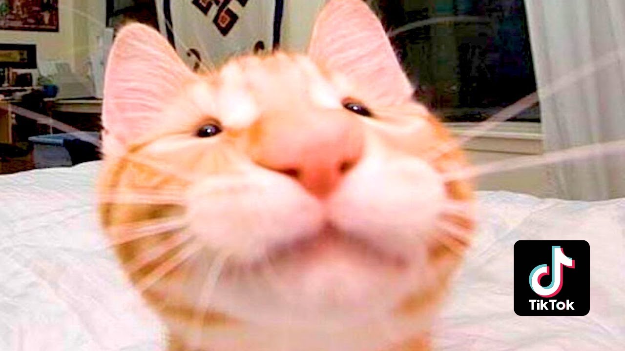 FUNNY CAT MEMES COMPILATION PART 4