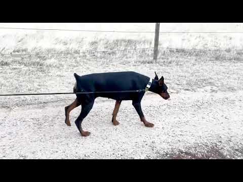 Ella walking on a leash