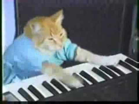 Keyboard Cat: Backstage at an Elton John Concert